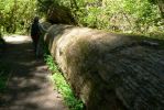 PICTURES/Ho Rainforest - Hall of Mosses/t_Big Fallen Tree.JPG